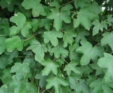 Field maple bare root
