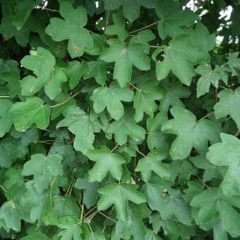 Field maple bare root