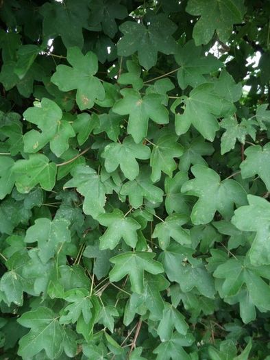 Field maple bare root