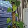 plant in pot Image 2