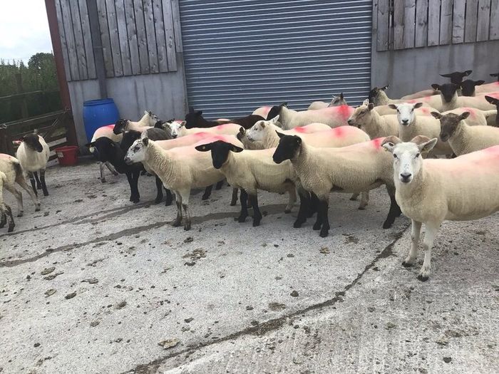 Hogget Ewes for sale, ideal for breeding