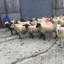 Hogget Ewes for sale, ideal for breeding Image 9