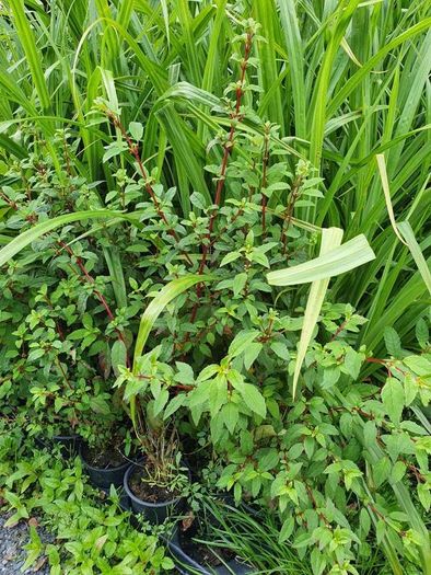 Portugeuse Laurel Hedging
