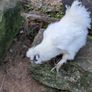 Silkie roosters and hatching eggs for sale. Image 7