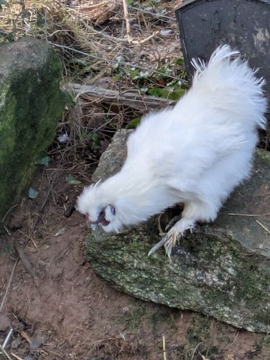Silkie roosters and hatching eggs for sale.