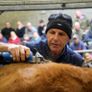 ErgoPro Cara (Battery) Sheep & Cattle Clipper Image 6