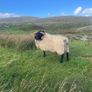 Blackfaced Ram Image 4