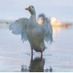 danztalent