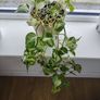 Manjula Pothos (Epipremnum aureum 'Manjula') Image 5