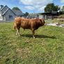 Bull Image 2
