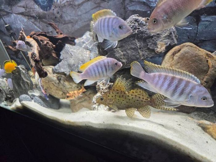 200L Fish Tank + cichlids + fish + stand