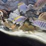 200L Fish Tank + cichlids + fish + stand Image 6