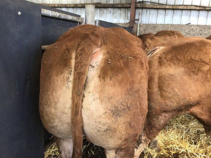 Pbr limousine bulls