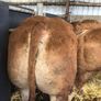 Pbr limousine bulls Image 3
