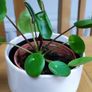 Indoor Plants Image 8