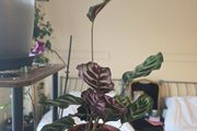 plants