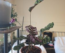 plants