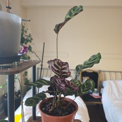 plants