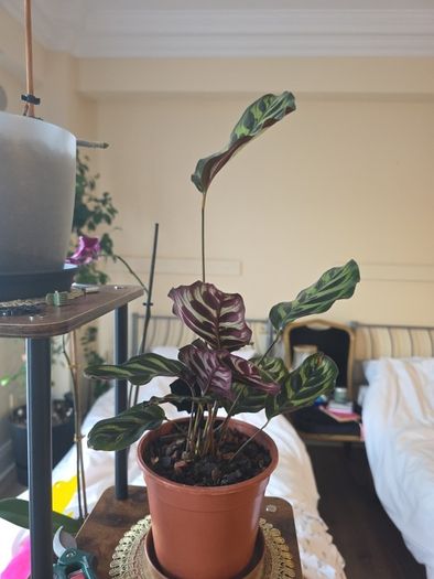 plants
