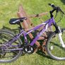 Apollo Twilight 26 Bike Image 2