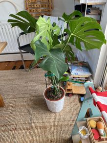 monstera plant in ceramic pot