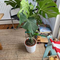 monstera plant in ceramic pot