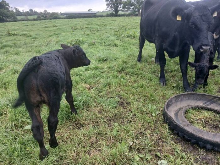 3 AA first calvers