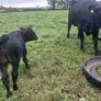 3 AA first calvers Image 9