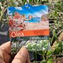olive tree Image 5