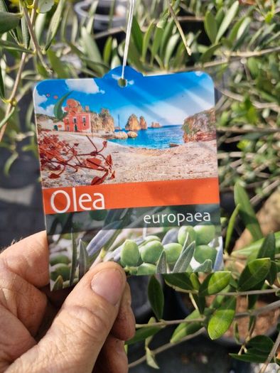 olive tree