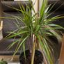 Plant with pot Image 2