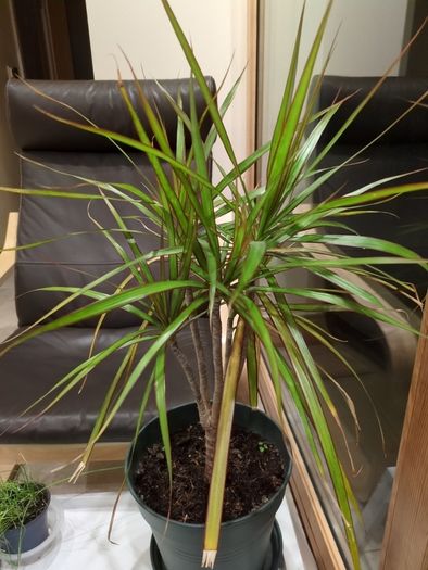 Plant with pot