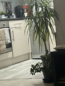 Plant