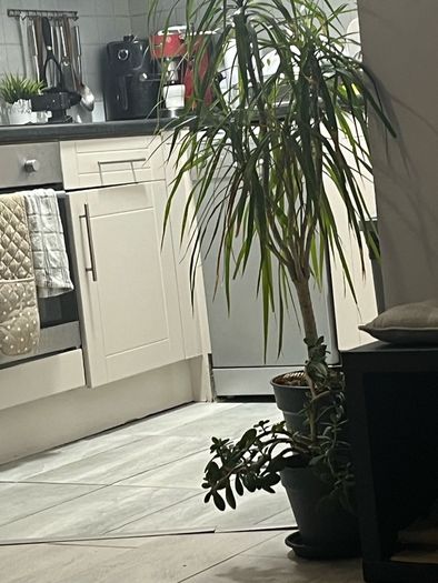 Plant