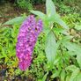 Buddlia Butterfly Bush Image 5