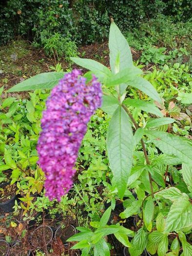 Buddlia Butterfly Bush