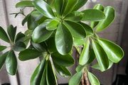plant