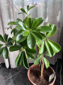 plant