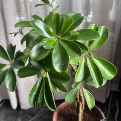 plant