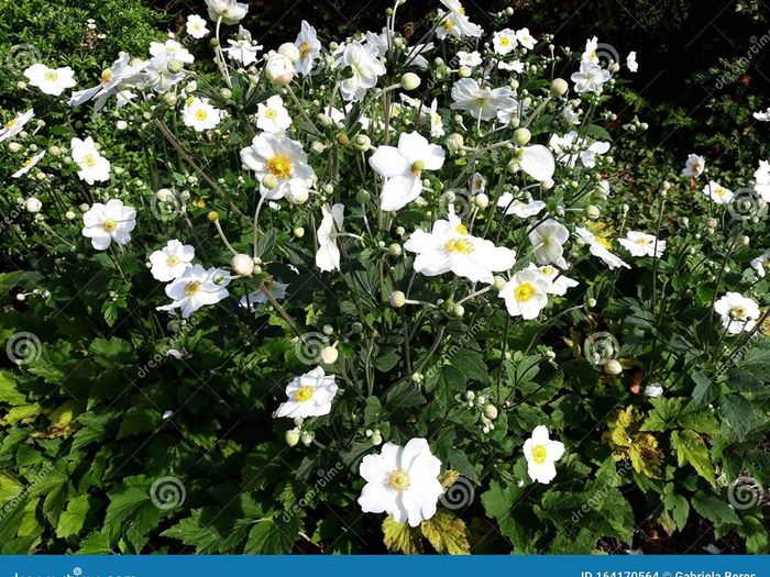 Offshoots, Divisions and Seedlings