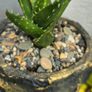 aloe vera Image 3