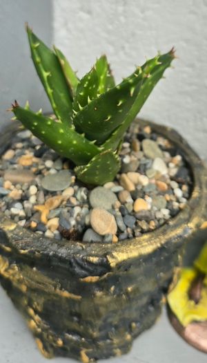 aloe vera