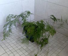 Beautiful indoor Asparagus fern
