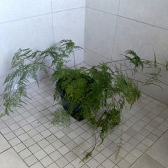 Beautiful indoor Asparagus fern