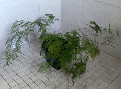 Beautiful indoor Asparagus fern