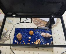 Fish Tank  Aquarium