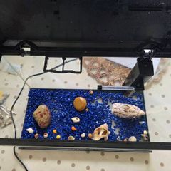 Fish Tank  Aquarium