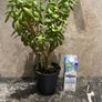 plant Image 2