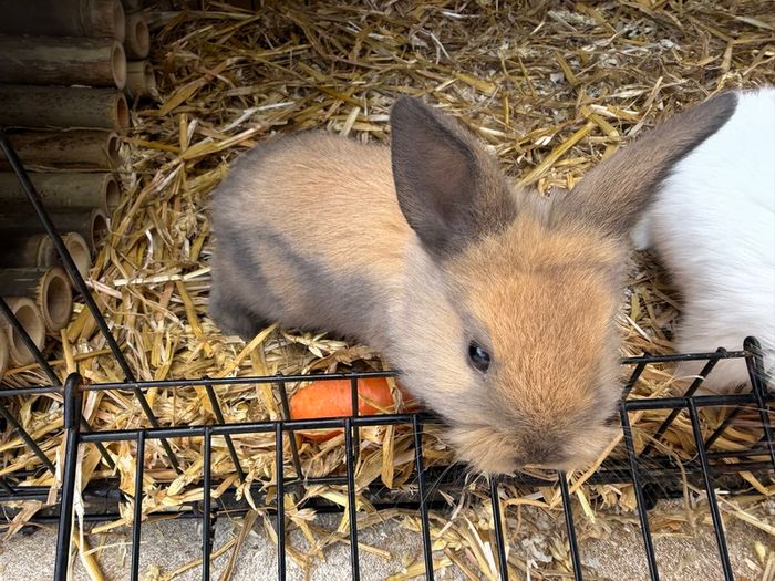 Pet bunnies/rabbit
