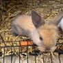 Pet bunnies/rabbit Image 2